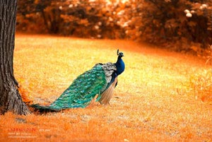 博洛尼亚队展现实力，风头无两？